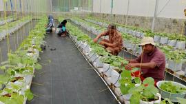 PEMKAL BENDUNGAN MENDAPAT BKK OPTIMALISASI PERTANAHAN